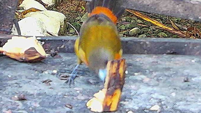 Silver-throated Tanager