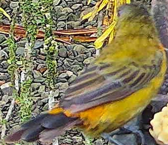Cherrie's Tanager