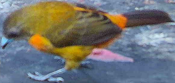Flame-rumped Tanager