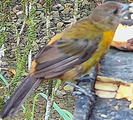 Flame-rumped Tanager