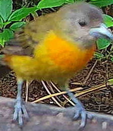 Flame-rumped Tanager