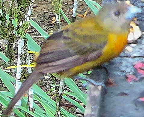 Flame-rumped Tanager