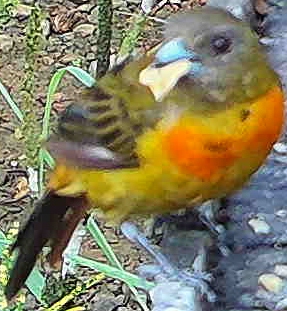 Passerini's Tanager