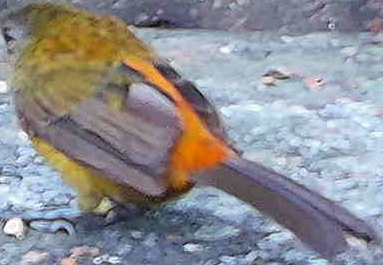 Flame-rumped Tanager