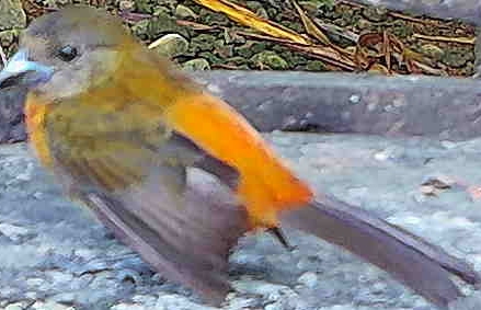 Passerini's Tanager