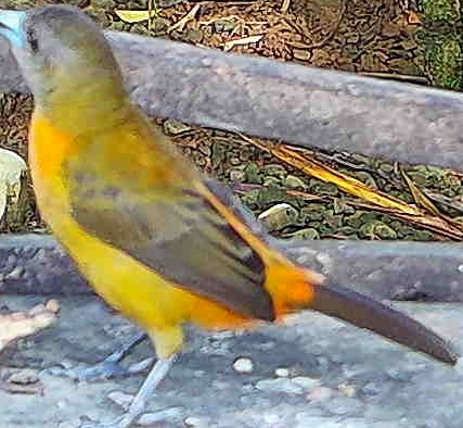 Flame-rumped Tanager