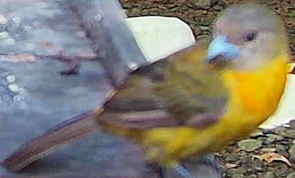 Passerini's Tanager