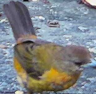 Orange-bellied Euphonia