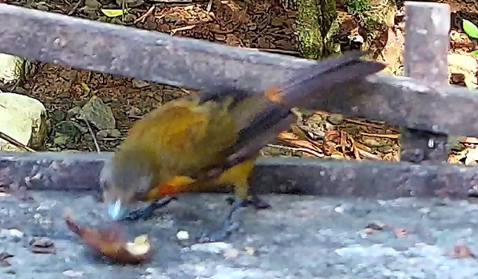 Flame-rumped Tanager