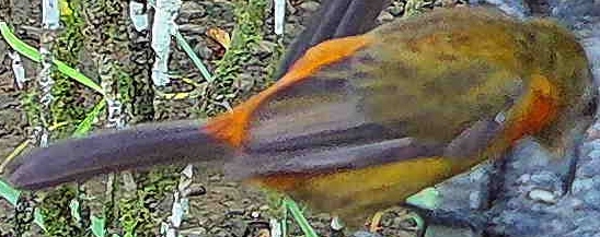 Flame-rumped Tanager