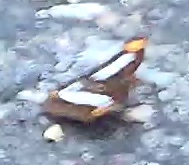 Bananaquit