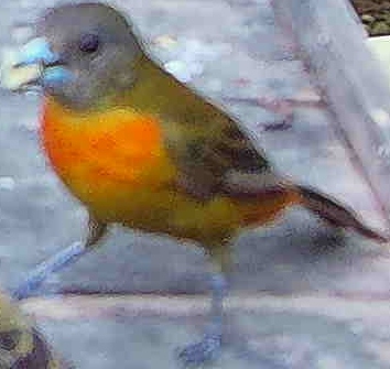 Flame-rumped Tanager