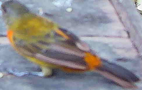 Flame-rumped Tanager