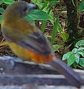 Flame-rumped Tanager