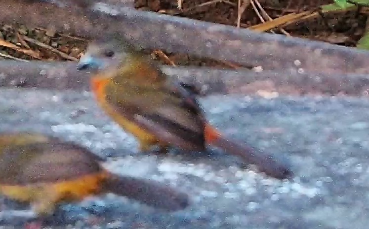 Passerini's Tanager