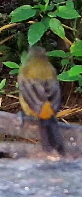 Euphonia species