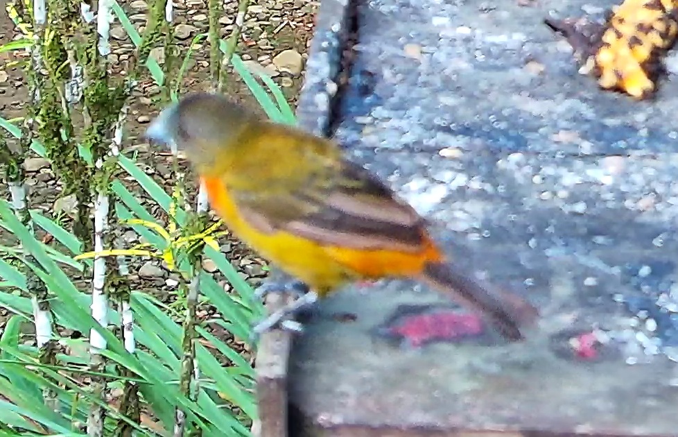 Flame-rumped Tanager