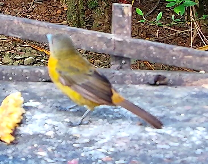 Cherrie's Tanager