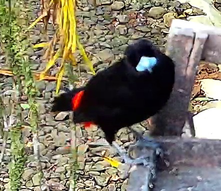 Cherrie's Tanager