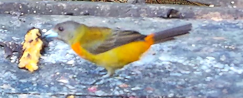 Flame-rumped Tanager