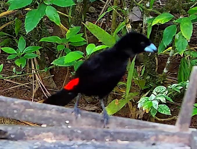 Flame-rumped Tanager