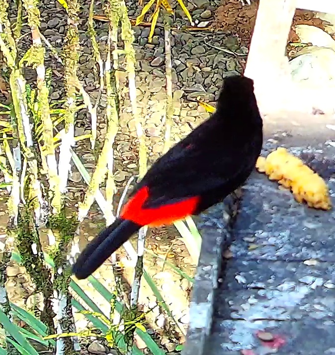 Scarlet-rumped Tanager