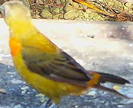 Tanager