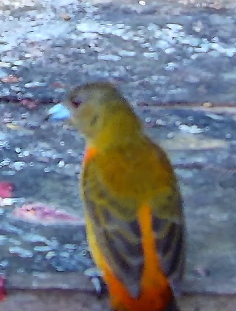 Passerini's tanager