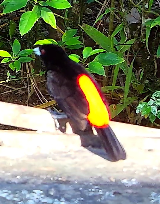 Flame-rumped Tanager