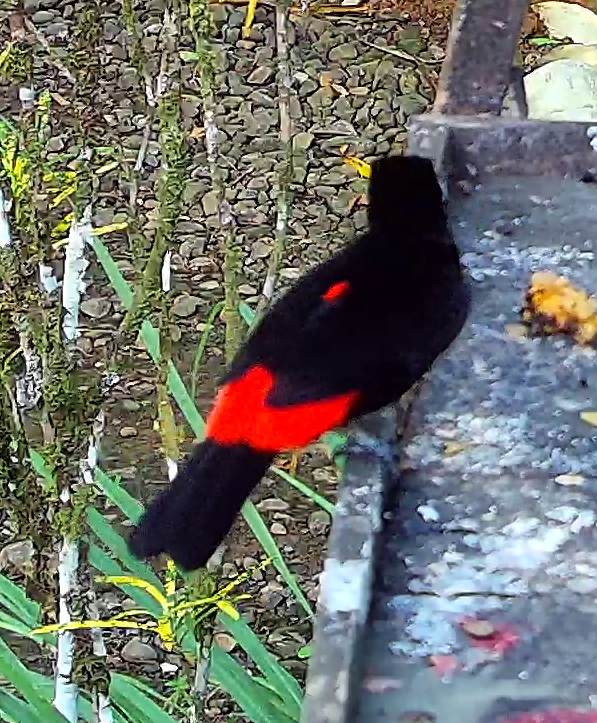 Cherrie's Tanager