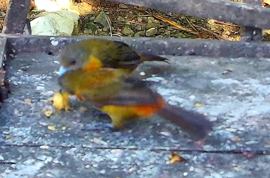 Flame-rumped Tanager