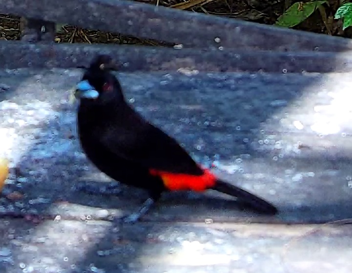Scarlet-rumped Tanager