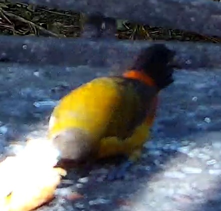 Grey-headed tanager