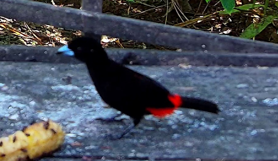Scarlet-rumped Tanager