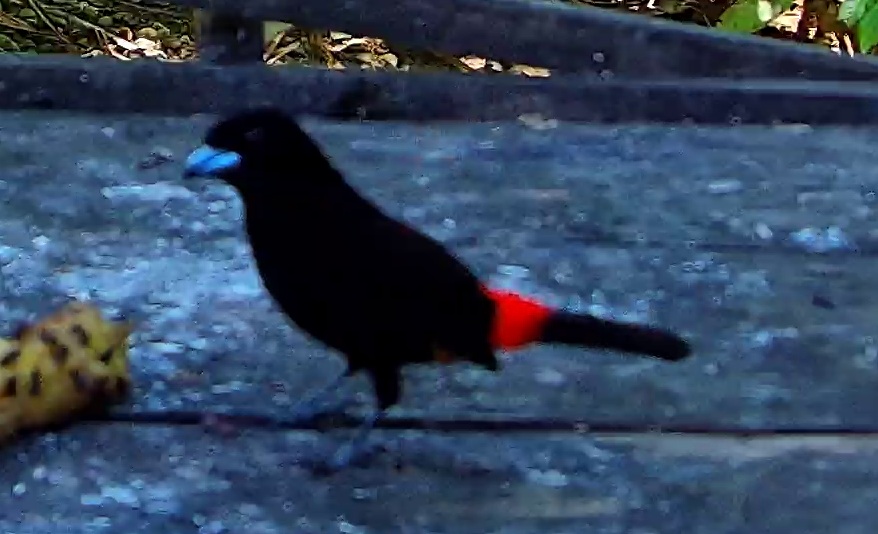 Scarlet-rumped Tanager