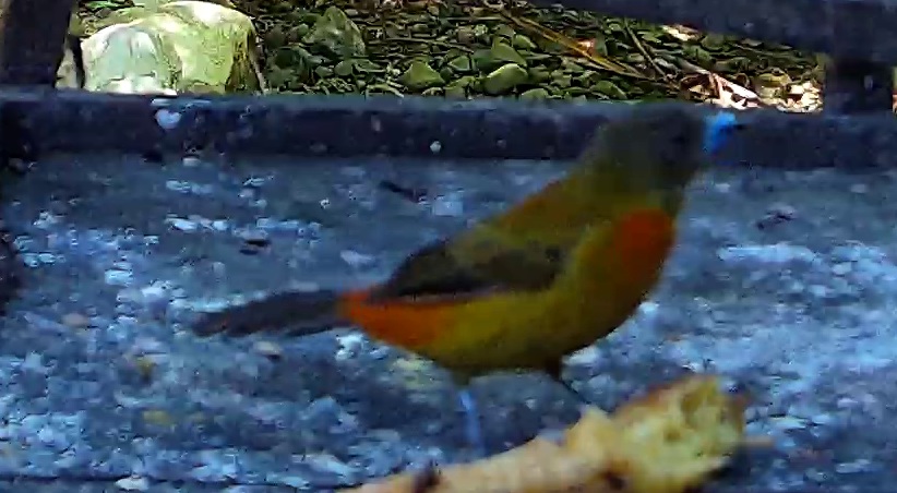 Scarlet-rumped Tanager