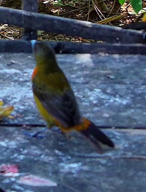 Scarlet-rumped Tanager