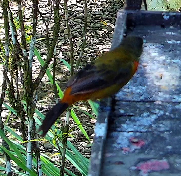 Scarlet-rumped Tanager