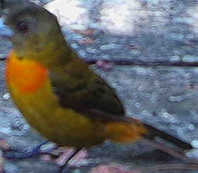 Scarlet-rumped Tanager