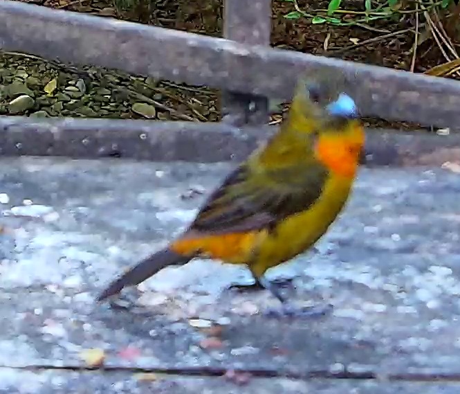 Passerini's Tanager