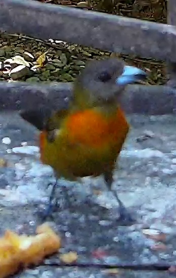 Flame-rumped Tanager