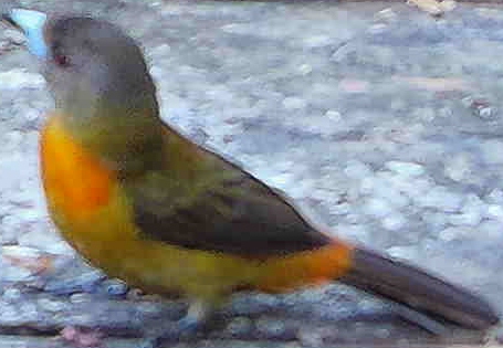 Flame-rumped Tanager