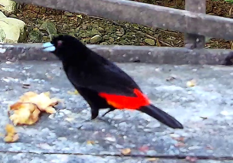 Scarlet-rumped Tanager