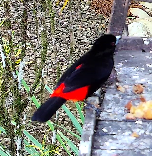 Flame-rumped Tanager