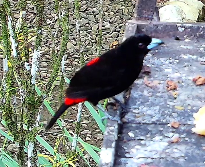 Scarlet-rumped Tanager