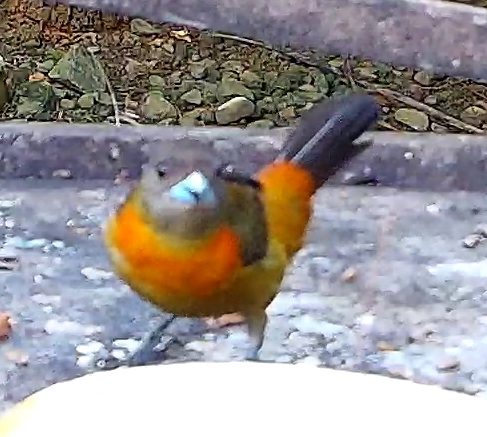 Scarlet-rumped Tanager