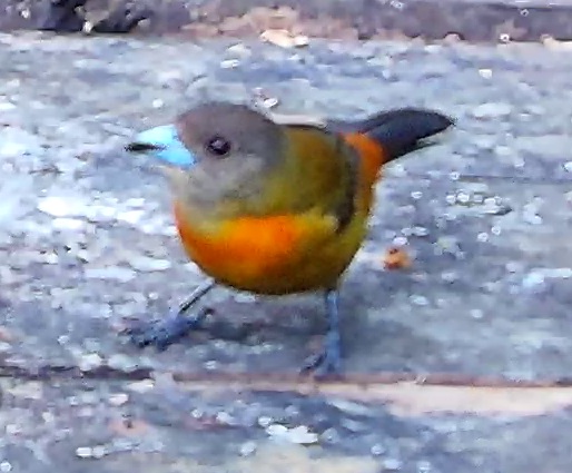 Flame-rumped Tanager