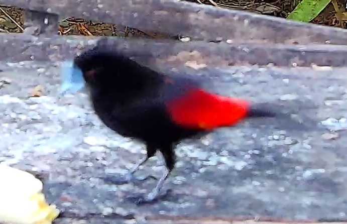 Scarlet-rumped Tanager