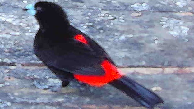 Flame-rumped Tanager