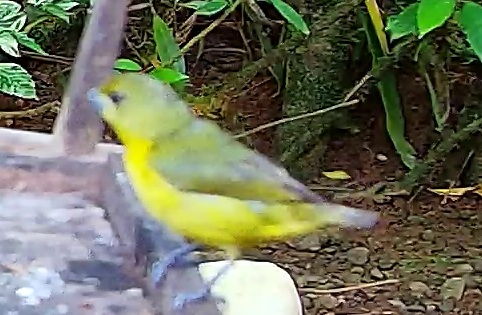 Thick-billed Euphonia